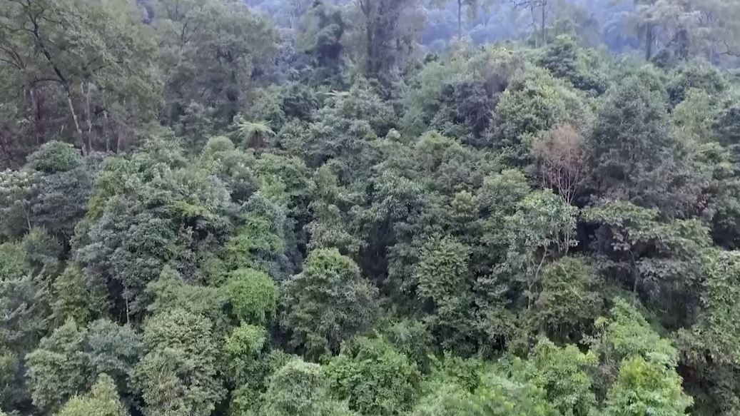 Phát huy vai trò nhân dân tham gia bảo vệ rừng