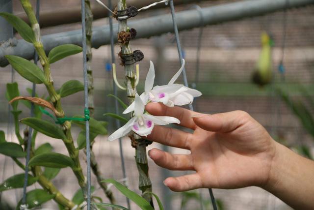 Sốt lan đột biến, giấc mộng "ôm lan đổi đời" và lời cảnh báo "bong bóng tulip" gần 400 năm trước