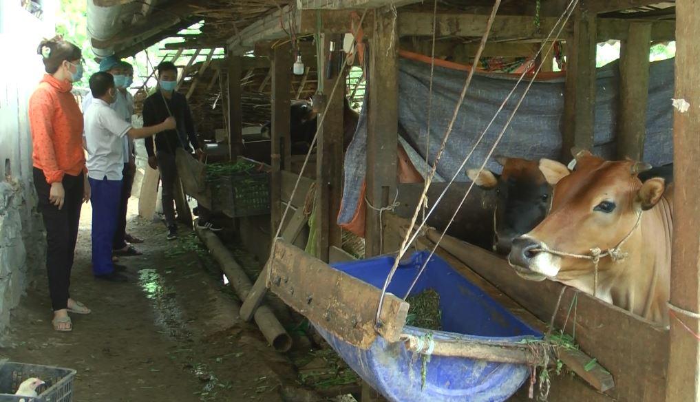 Xuất hiện bệnh viêm da nôi cục trên trâu, bò ở huyện Yên Minh