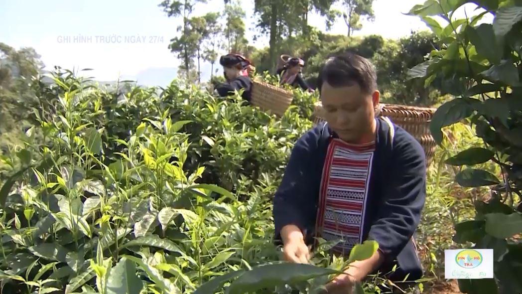 Hà Giang có 11.800 ha chè được chứng nhận GAP