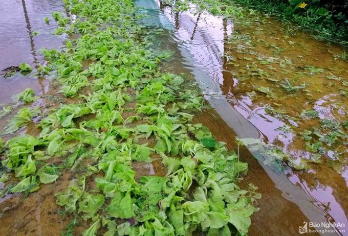Bão số 2 gây nhiều thiệt hại tại các địa phương
