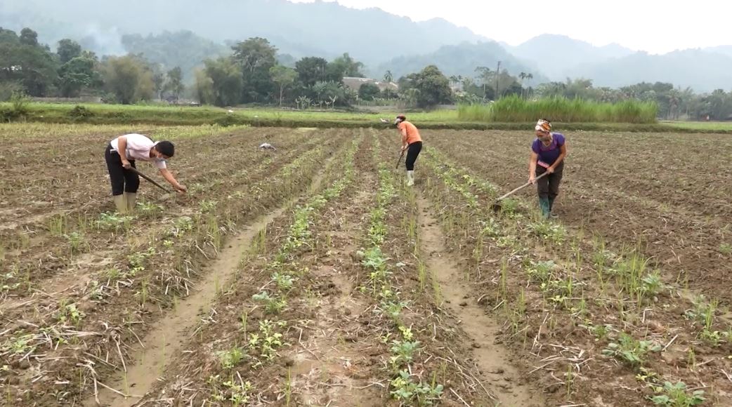 Bắc Quang: Triển khai 32 mô hình liên kết sản xuất cây vụ Đông