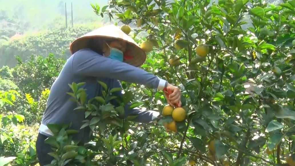 Vị Xuyên thu hoạch cam lòng vàng