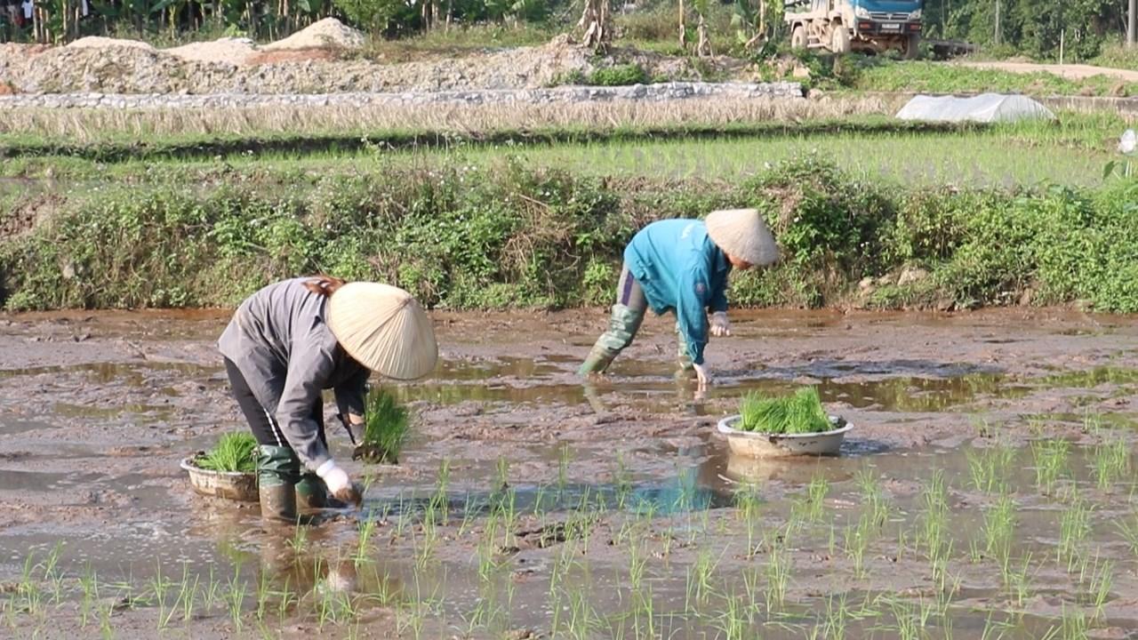 Quang Bình gieo cấy đạt 90% diện tích vụ Đông Xuân