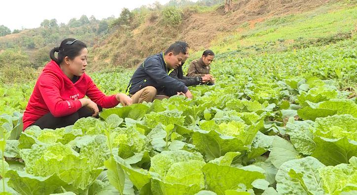 Cải tạo vườn tạp- Góc nhìn từ Đông Minh( Yên Minh)