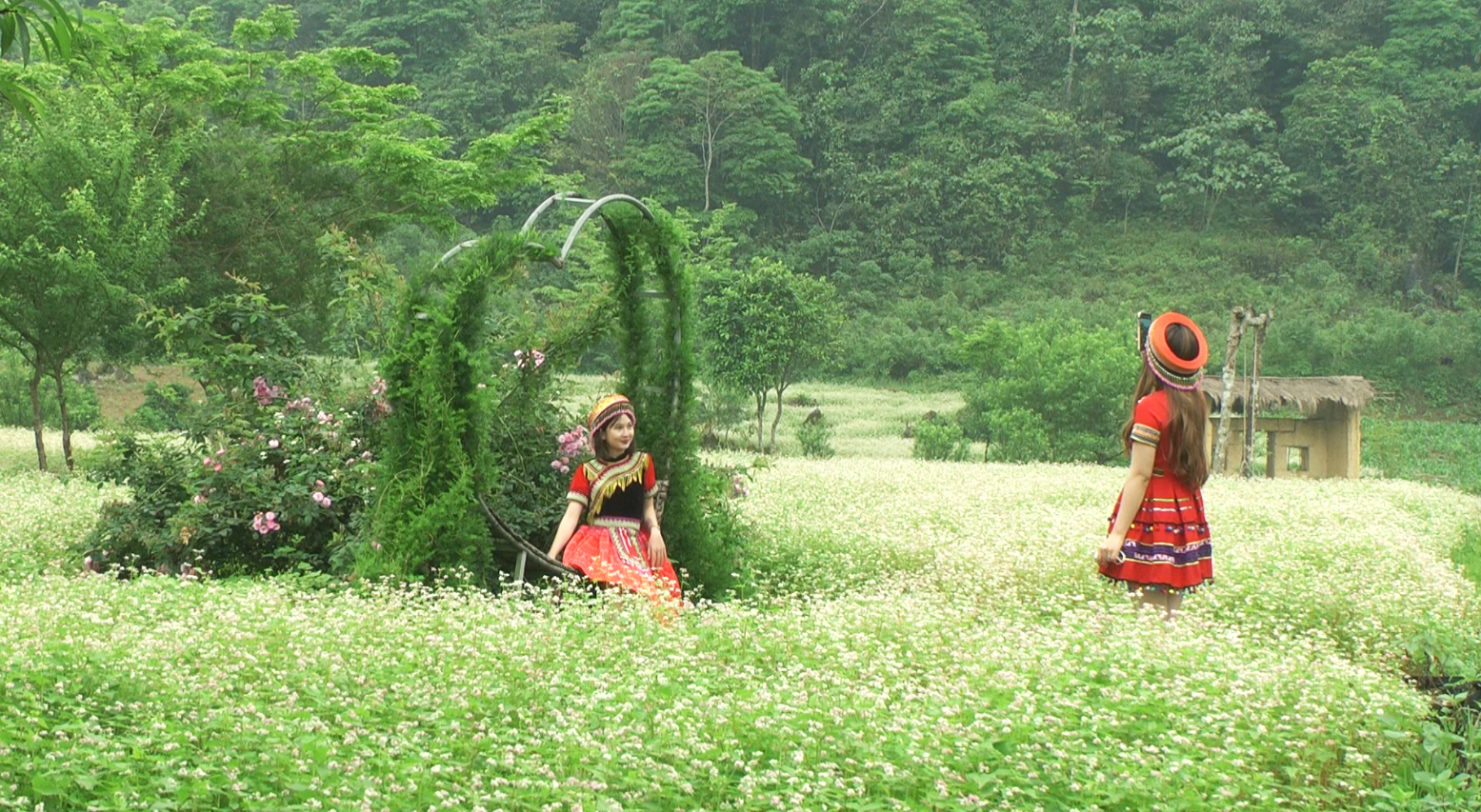 Sắc màu hoa Tam giác mạch trái vụ tại xã Quyết Tiến (Quản Bạ)