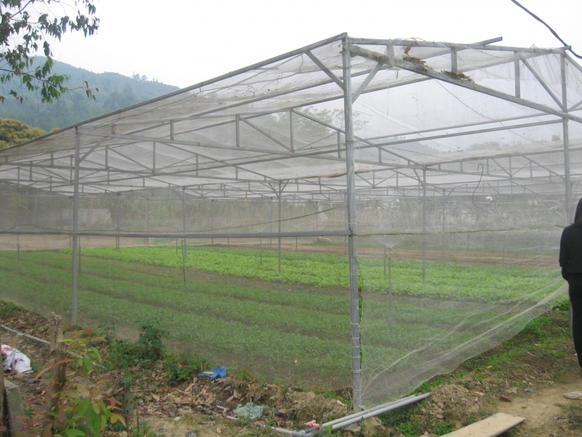 Thành phố Hà Giang đẩy mạnh sản xuất rau an toàn trong thời kỳ dịch Covid – 19