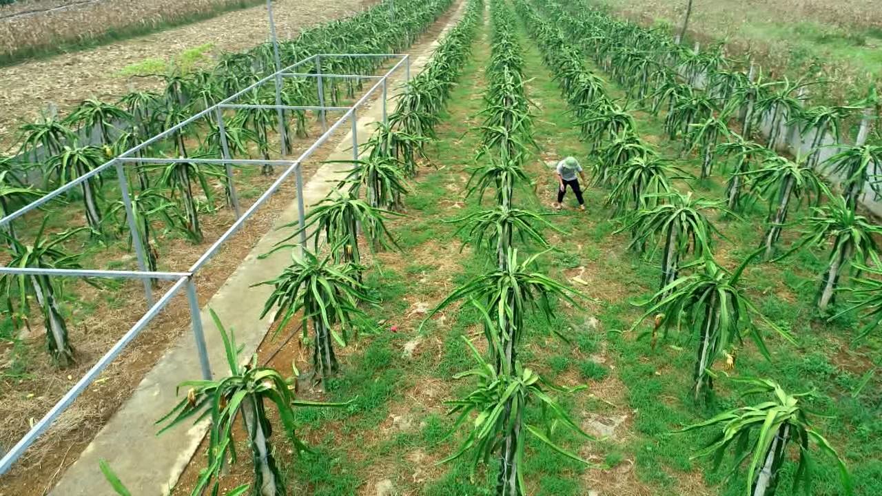 Sản xuất an toàn - Thanh long đỏ xã Phong Quang - Ngày 27/7/2021