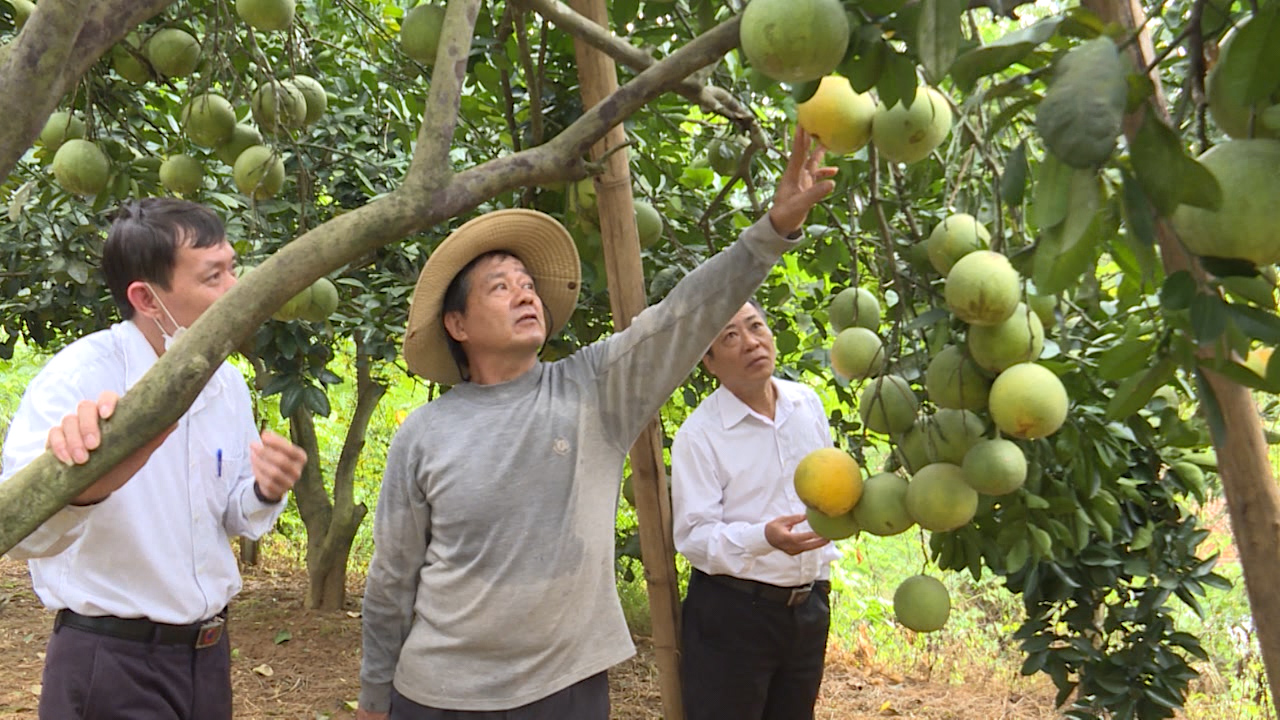 Gương Ông Nguyễn Hữu Quân làm giàu từ mô hình kinh tế tổng hợp - Ngày 14/10/2021
