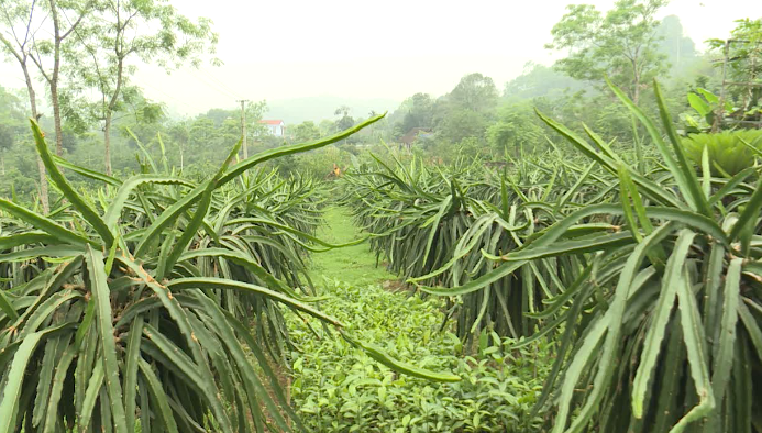 Thôn phát triển toàn diện - Xã nông thôn mới thu nhỏ ở Bắc Quang - Ngày 26/4/2021