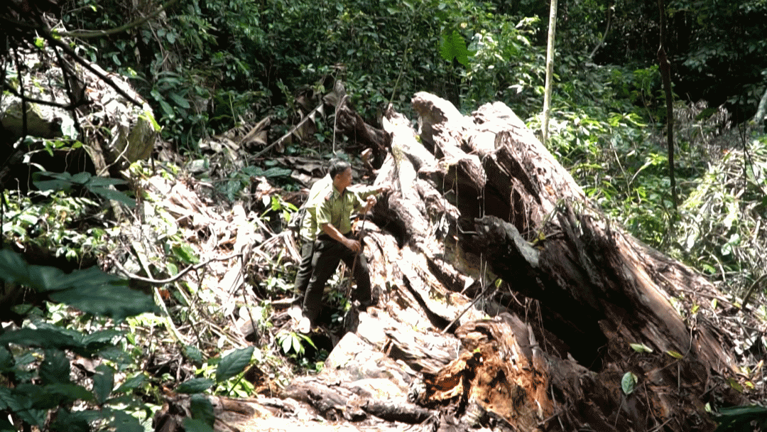 (TTV) Ngăn chặn, xử lý nghiêm các vi phạm về bảo vệ tài nguyên rừng